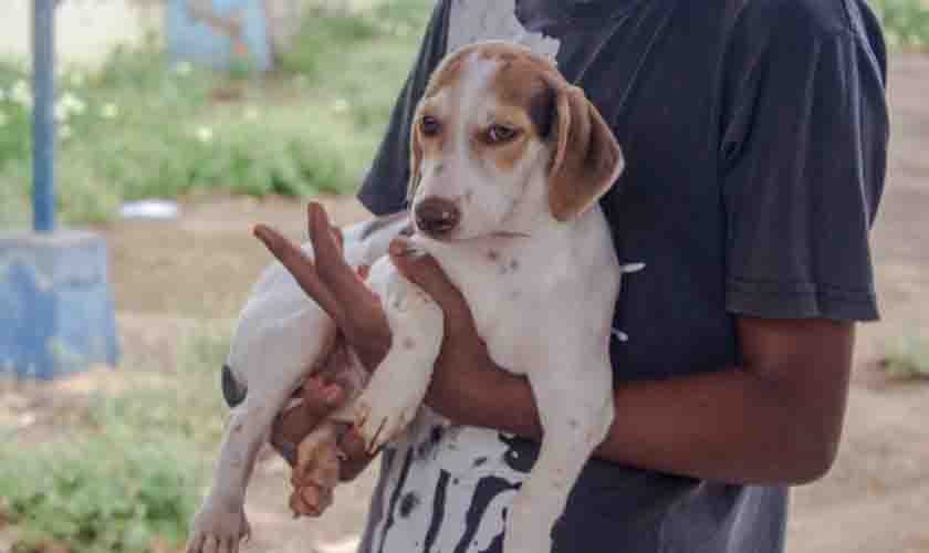 Cerca de 200 animais já foram castrados gratuitamente pela Prefeitura em Porto Velho