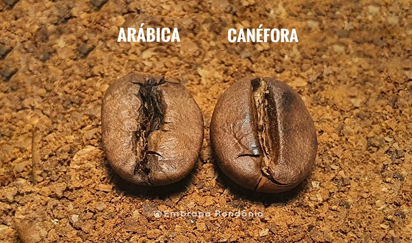 Artigo - Arábica ou canéfora? Não é preciso escolher!