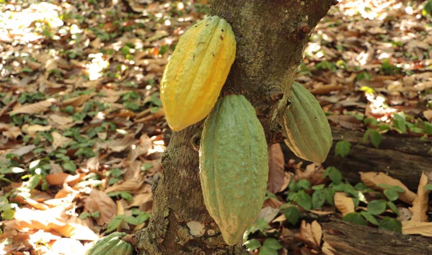 Cacauicultura e chocolate artesanal serão destaques na 9° edição da Rondônia Rural Sho