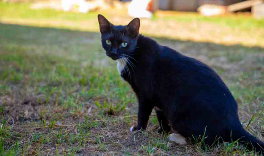 Prefeitura de Porto Velho oferece atendimento veterinário e castração gratuita para cães e gatos