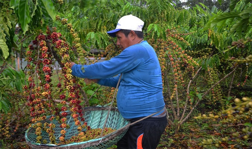 Embrapa é precursora da cafeicultura clonal no Amazonas