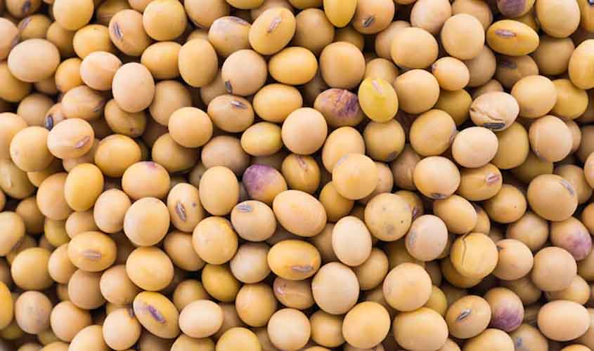 Soja e trigo: confira as projeções de preço para quinta-feira (21)