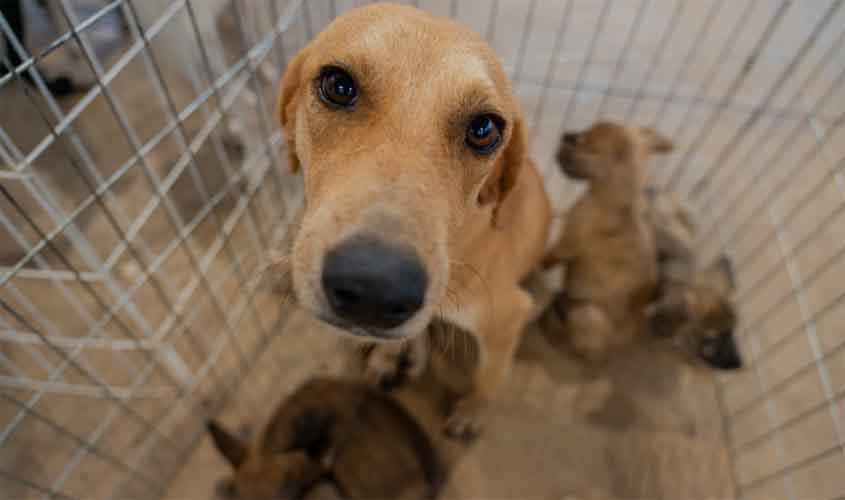 Prefeitura de Porto Velho anuncia maior investimento da história em proteção animal