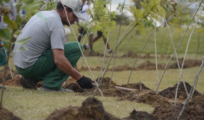 Dia da Árvore: projeto ajuda a reflorestar bioma 100% brasileiro
