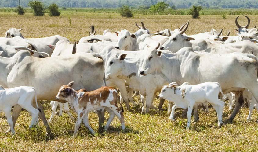 Rebanho bovino de Rondônia aumenta 17,1% em um ano