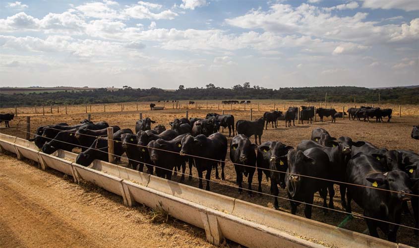 IBGE: pecuária brasileira colecionou recordes em 2022