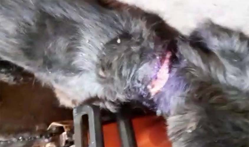 Cadelinha é abandonada 'para morrer', mas acaba resgatada por filho de feirante em Colorado do Oeste