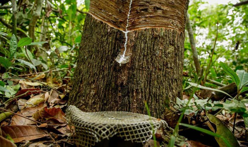 Reservas extrativistas geram 20 toneladas de borracha em 2020; produção em Rondônia pode chegar a dez vezes mais