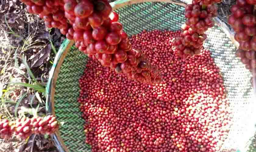 Governo de Rondônia inicia programação da 6ª edição do Concafé; cerimônia de premiação será nesta sexta-feira, 22