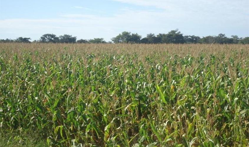 Saiba como é feito o cálculo do Valor Bruto da Produção Agropecuária