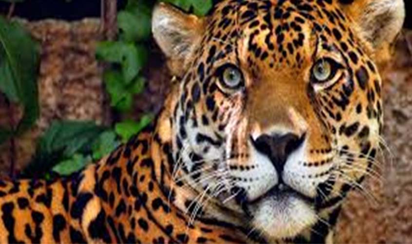 Comissão de Proteção e Defesa dos Animais da OAB/RO repudia massacre a onças-pintadas