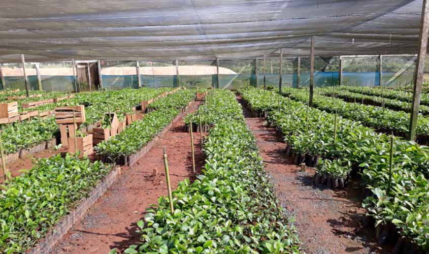 Semagric entrega mais de 157 mil mudas de Café Clonal