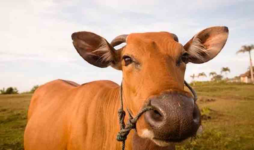 Boi gordo mantém estabilidade e é cotado a R$ 326,60