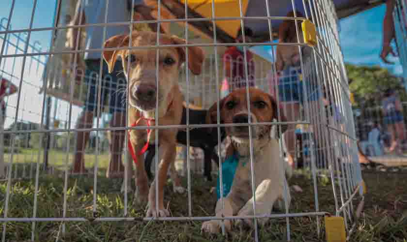 Próxima feira de adoção de animais será no dia 19 de março em Porto Velho
