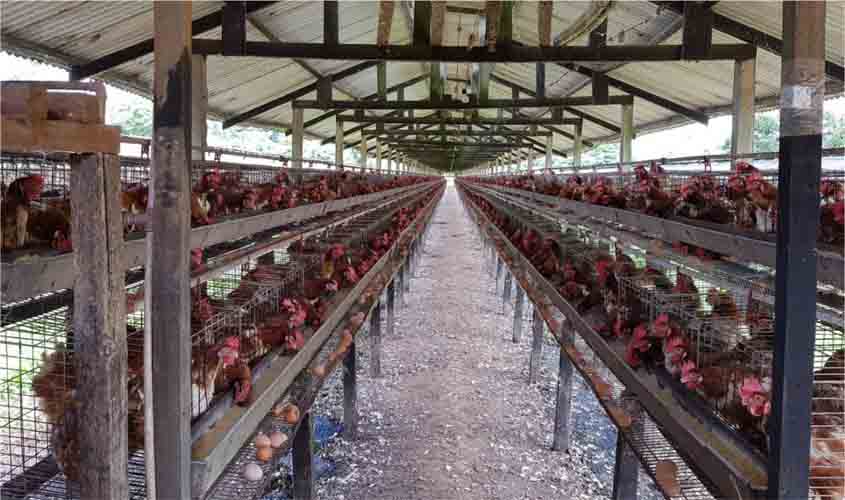 Política de incentivo do Governo de Rondônia, prevê a valorização da produção agrícola local