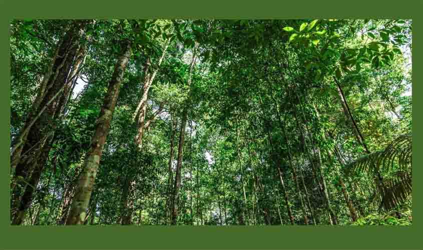 Força-tarefa de Combate a Queimadas do MPRO pede providências para declaração de inconstitucionalidade de PLC que reduz unidades de conservação