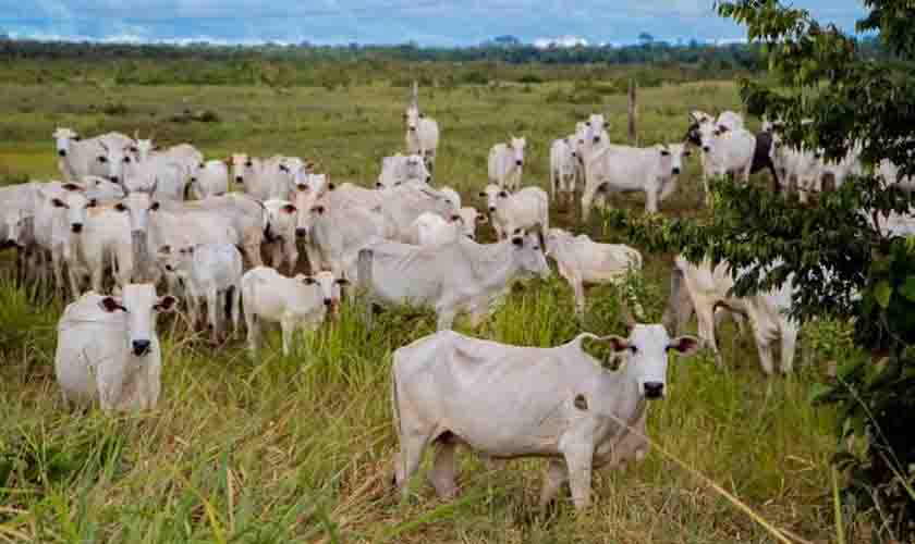 Campanha de declaração de rebanhos em Rondônia inicia no próximo dia 1º e vai até 31 de maio