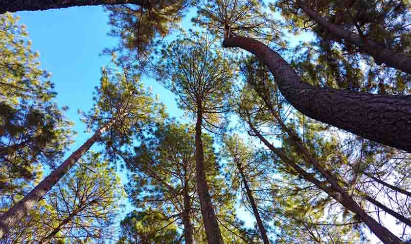 Programa do CNJ fortalece cultura de proteção ao meio ambiente