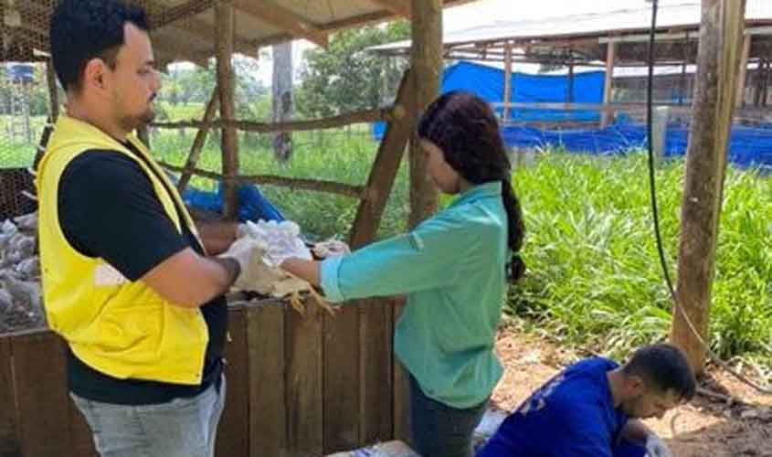 Vigilância contra gripe aviária e doença de Newcastle é mantida pela Idaron, em Rondônia