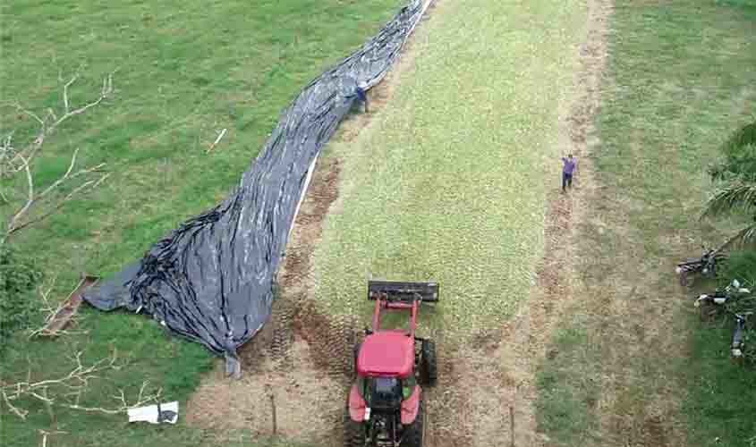 Emater reúne 500 técnicos e agricultores em webinar sobre qualidade do processamento do capim BRS Capiaçu