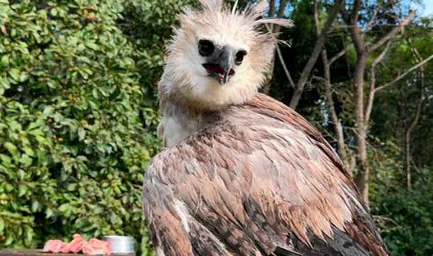 Ibama resgata harpia ferida por arma de chumbinho em Rondônia