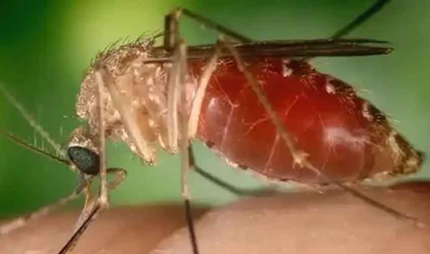 Febre do oropouche: MPF acompanha medidas de prevenção e combate em Rondônia