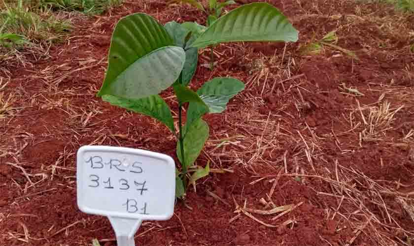 Embrapa apoia pesquisa para validação de café canéfora para o cerrado mato-grossense