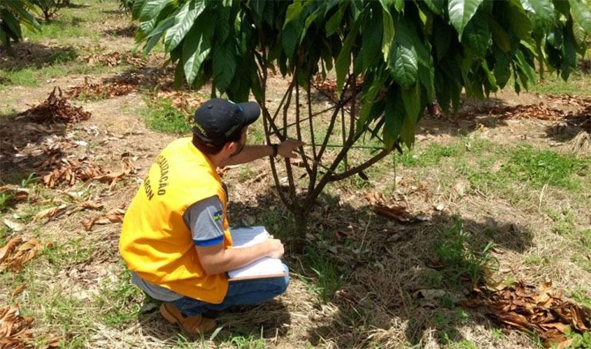 Levantamento feito pela Idaron confirma ausência da monilíase do cacaueiro em Rondônia
