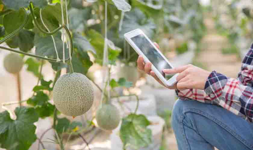 Instituto TIM lança curso gratuito sobre transformação digital no agronegócio