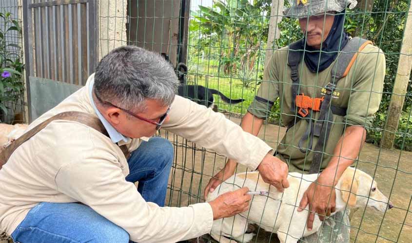 Campanha de vacinação imuniza mais de 600 cães e gatos nos distritos de Porto Velho