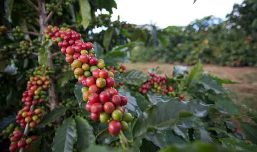 Produção de café conilon deve chegar a 2,16 milhões de sacas no estado