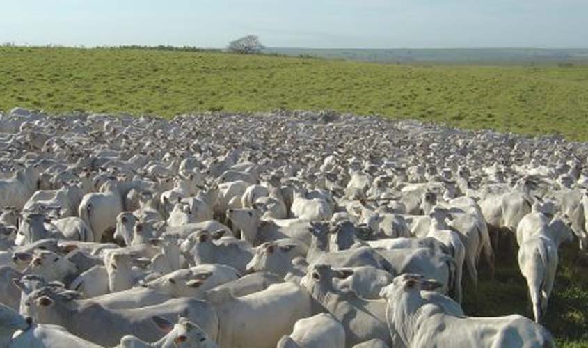 Rebanho bovino rondoniense aumenta 24% em uma década