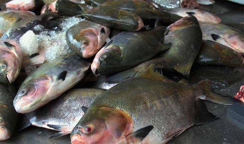 Rondônia foi responsável por 36,7% da produção nacional de tambaqui