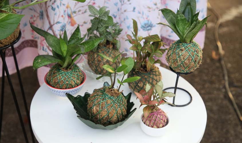 Prefeitura realiza oficina de Kokedama neste sábado (23)