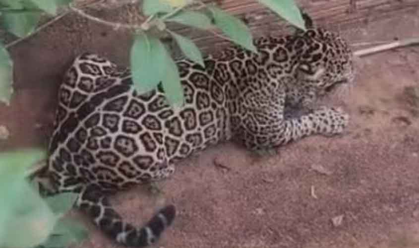 Onça-pintada invade residência em Extrema, RO, e é resgatada