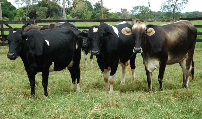 Projeto de Consultoria vai fortalecer cadeia produtiva do leite de Rondônia