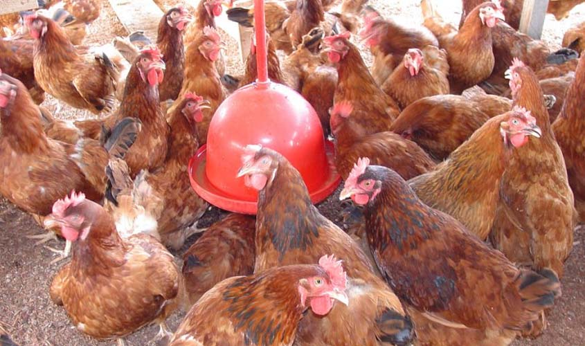 Setor de avicultura registra crescimento na produção de Rondônia