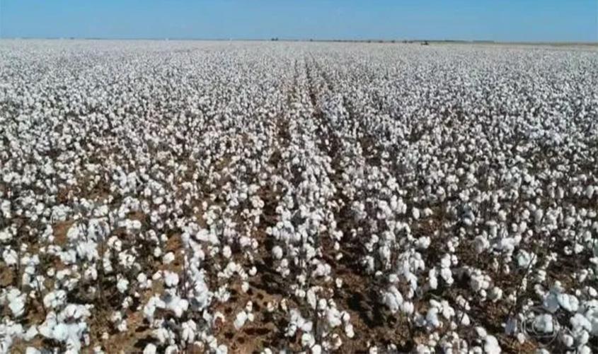 Boa produtividade do algodão garante aumento dos números de safra do estado