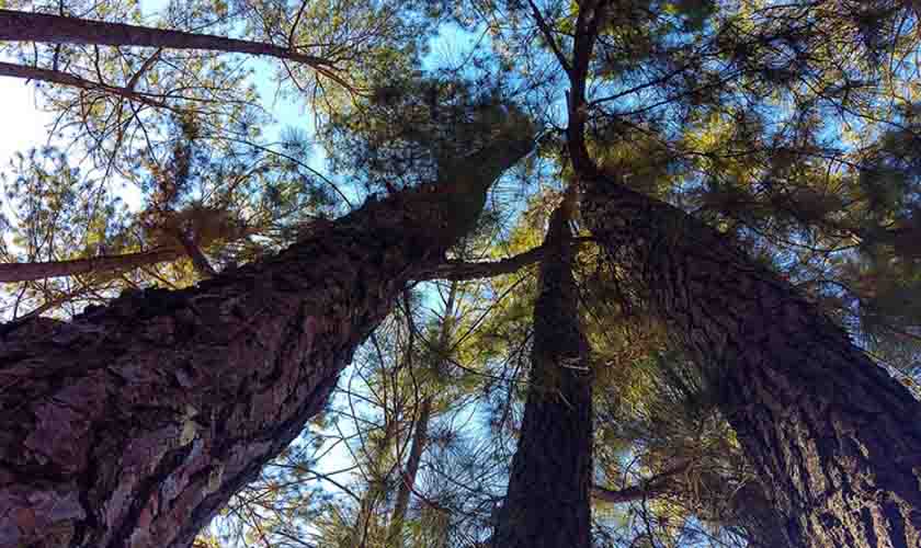 Atualização em tabelas processuais inclui mudanças climáticas e precedentes