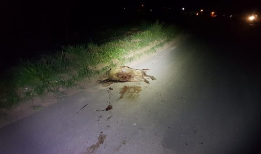 FATALIDADE: Motociclista morre após atropelar capivara na BR-364