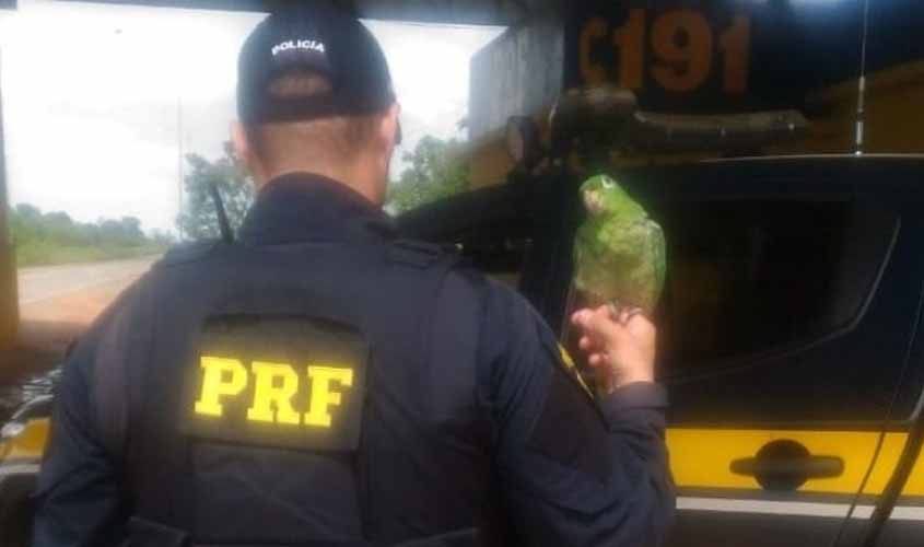 PRF flagra ave sendo transporte irregularmente