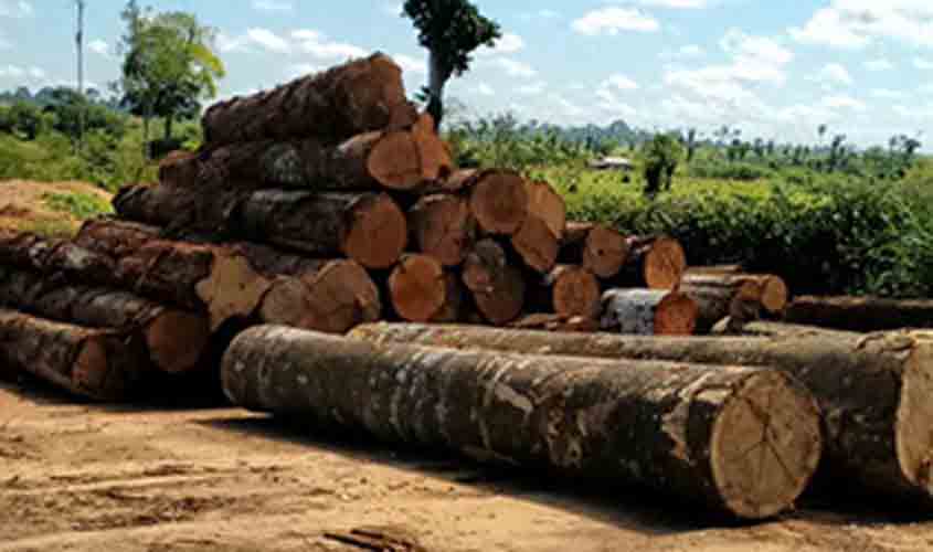 Mantida prisão de acusado de chefiar organização criminosa voltada à exploração ilegal de madeira em Rondônia
