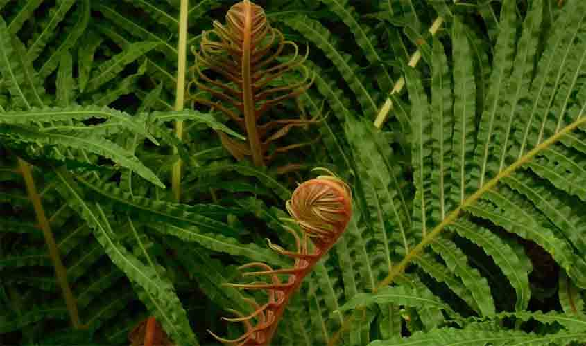 Que plantas são tóxicas para os pets?