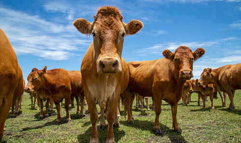 Cotação do boi gordo apresenta alta de 0,20%, a R$ 327,30