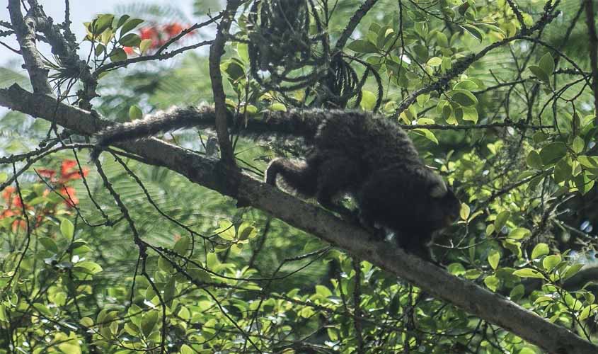 PF faz operação contra tráfico de animais silvestres
