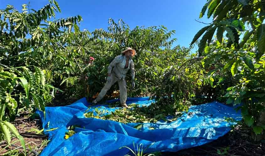 Porto Velho celebra o Dia Nacional do Café valorizando agricultores que fazem parte do desenvolvimento rural