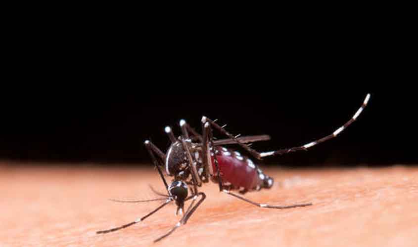 Dengue: atenção aos primeiros sinais pode salvar vidas