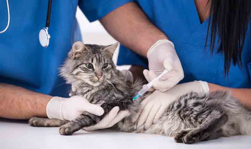 A vacina não salva apenas você, mas seu pet também, sabia?