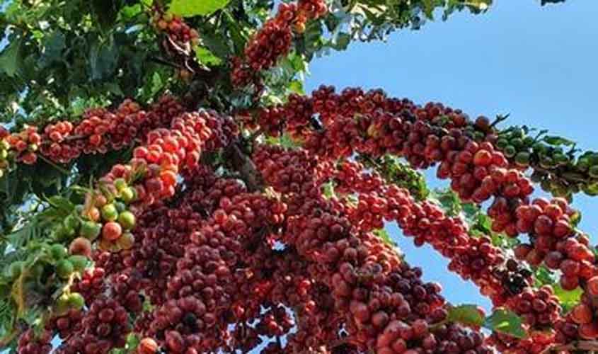 Preço do café volta a cair, nesta segunda-feira (23)