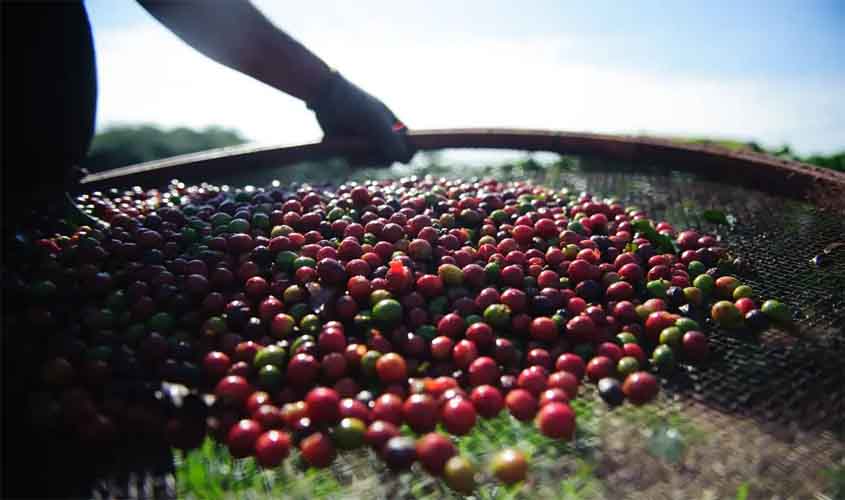 Café tem queda no preço nesta quarta-feira (23)